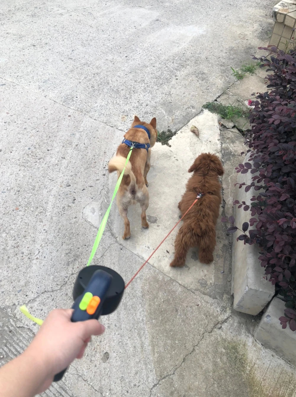 NovexA™ DuoWalk – 3M Retractable Double Dog Leash with LED Lights & 360° Tangle-Free Swivel
